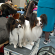 Illustration for article titled Picking Up Scraps At The Westminster Dog Show
